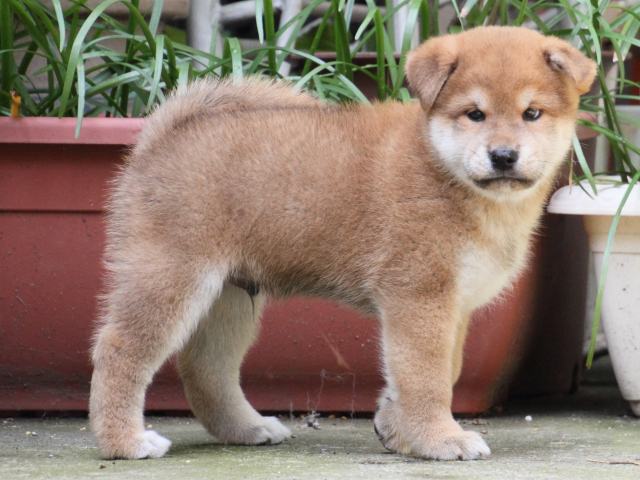 IMG_0044-shiba-puppy