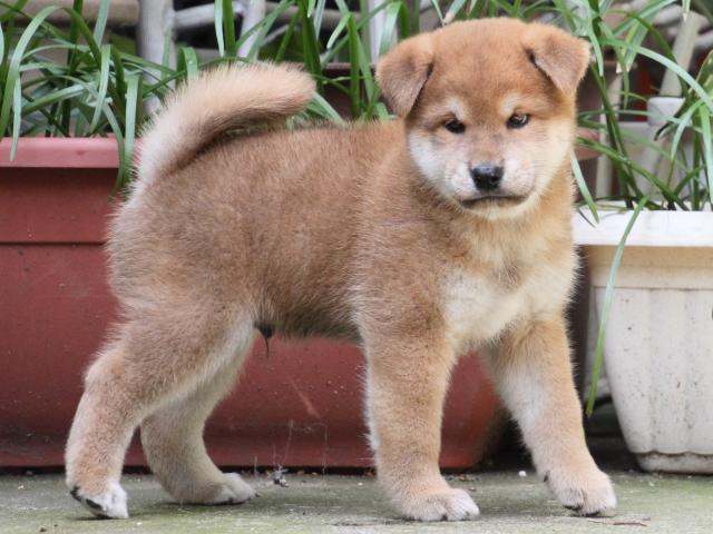 IMG_0045-shiba-puppy