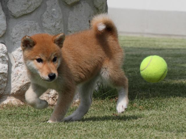 IMG_0320-shiba-puppy