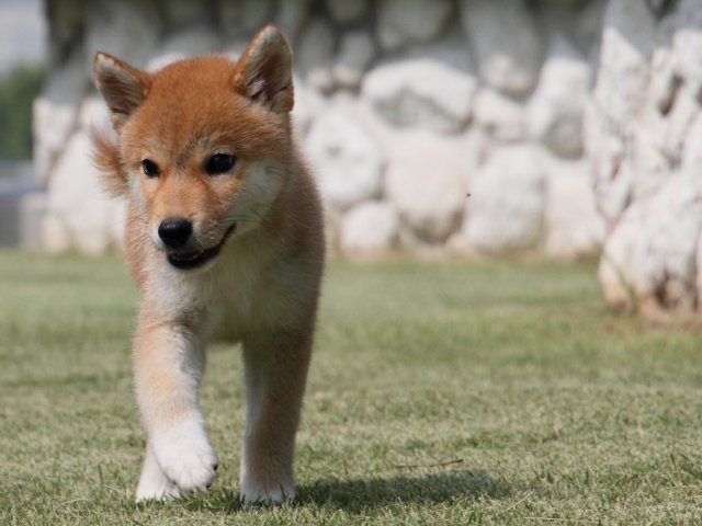 IMG_0336-shiba-puppy