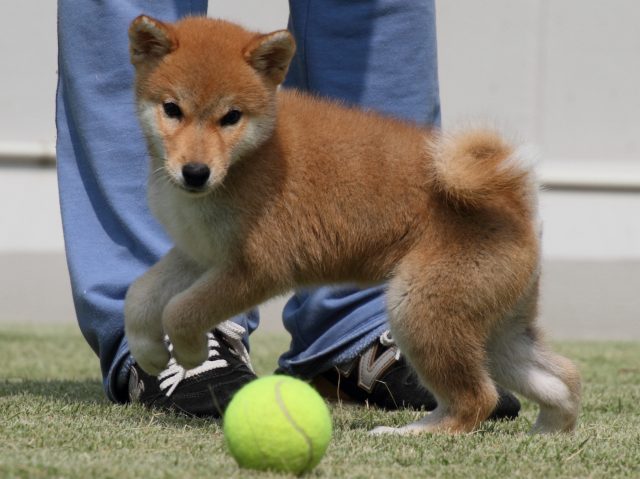 IMG_0356-shiba-puppy