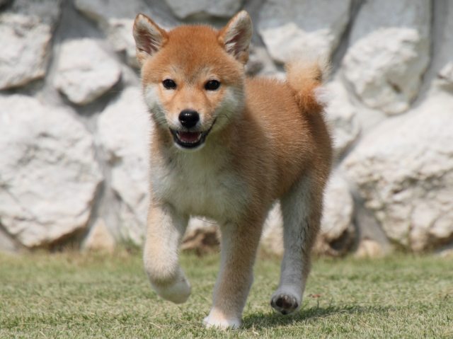 IMG_0416-shiba-puppy