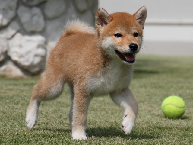 IMG_0419-shiba-puppy