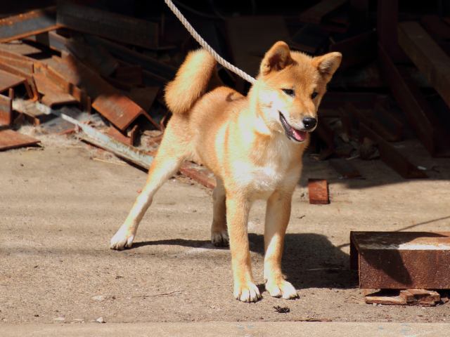 IMG_1707-shiba-puppy