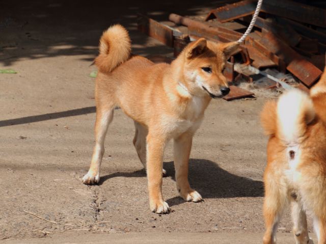 IMG_1727-shiba-puppy