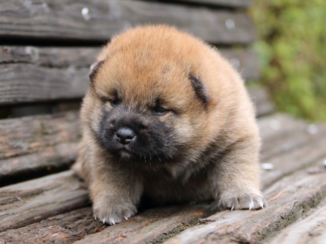 IMG_6303-shiba-puppy-puppy