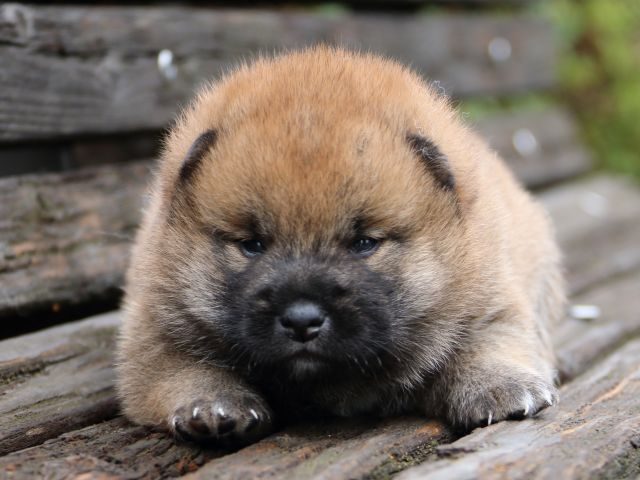 IMG_6310-shiba-puppy-puppy