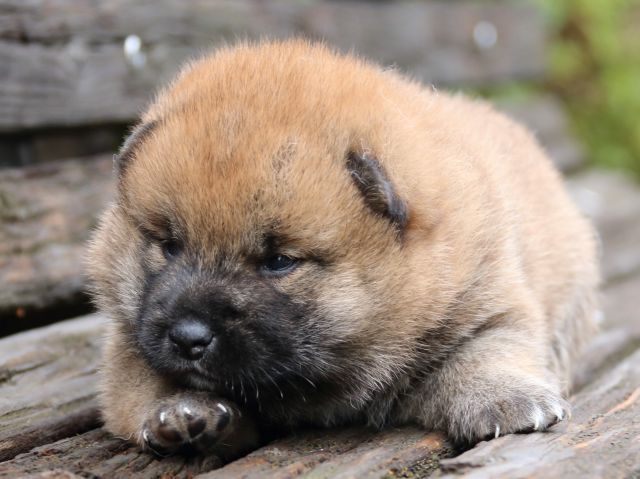 IMG_6312-shiba-puppy-puppy