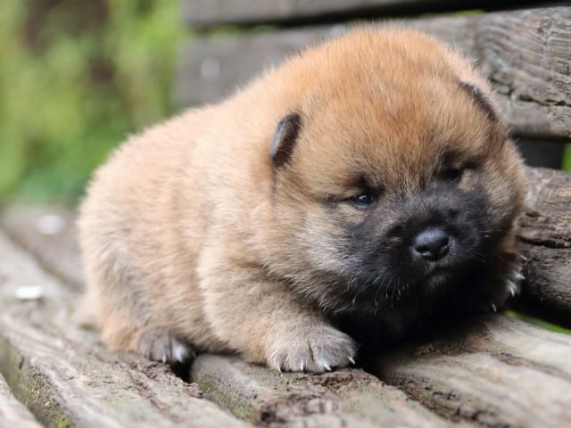 IMG_6336-shiba-puppy-puppy