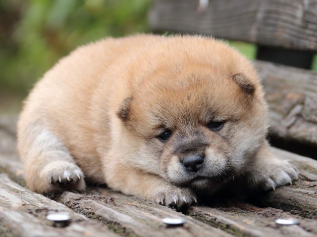 IMG_6352-shiba-puppy