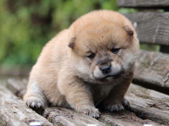 IMG_6377-shiba-puppy