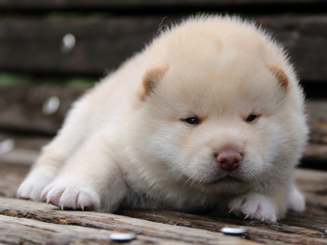 IMG_6418-shiba-puppy