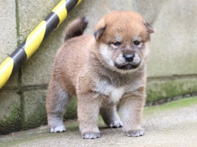 IMG_6479-shiba-puppy