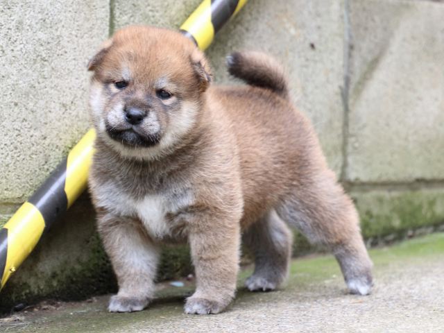 IMG_6498-shiba-puppy