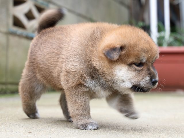 IMG_6511-shiba-puppy