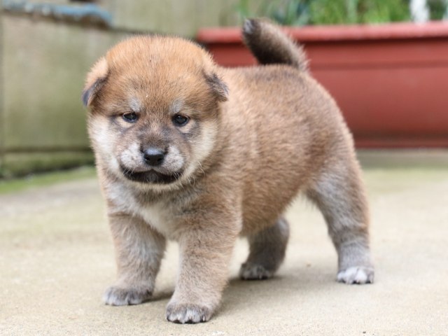 IMG_6522-shiba-puppy