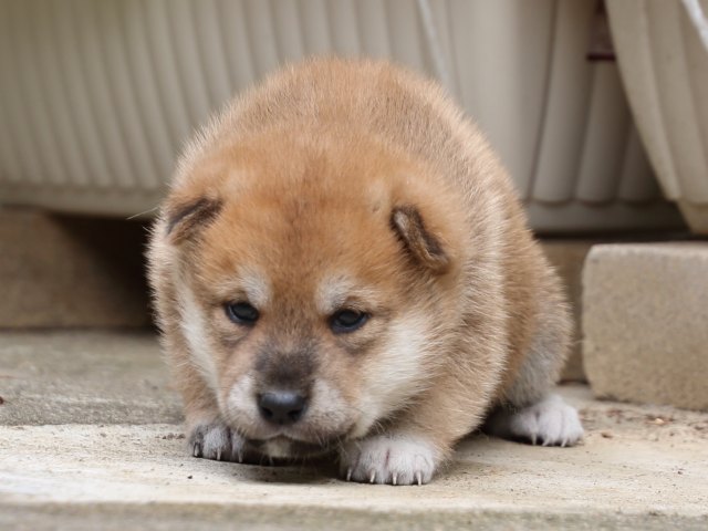 IMG_6540-shiba-puppy