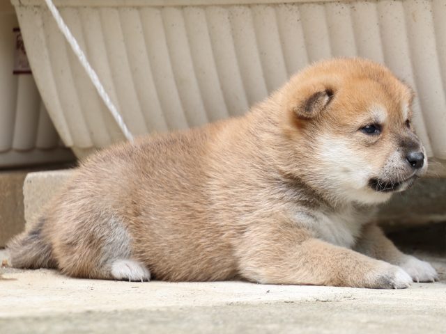 IMG_6550-shiba-puppy