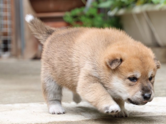 IMG_6565-shiba-puppy