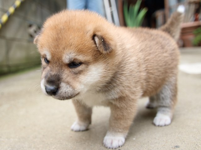 IMG_6581-shiba-puppy