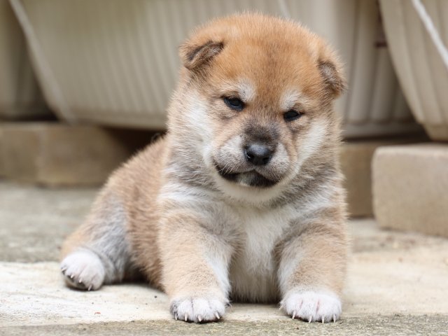 IMG_6592-shiba-puppy