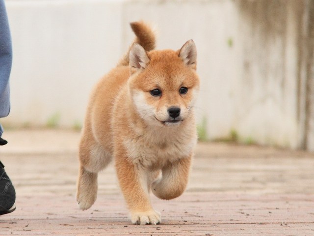 IMG_6630-shiba-puppy