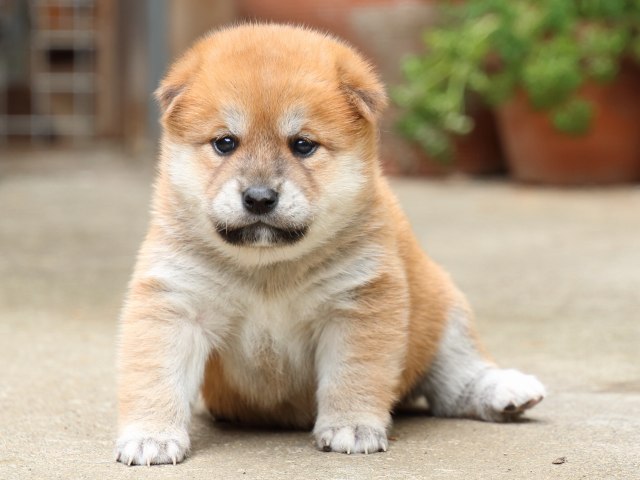 IMG_6656-shiba-puppy