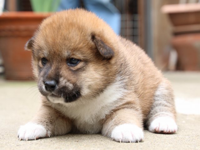 IMG_6759-shiba-puppy