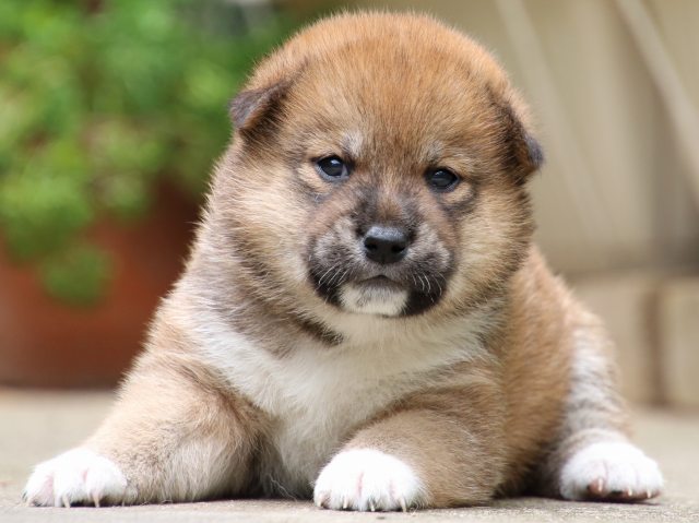 IMG_6762-shiba-puppy