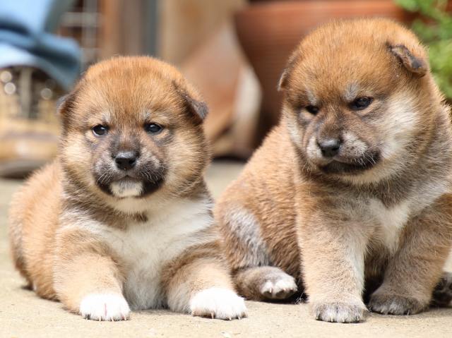 IMG_6795-shiba-puppy