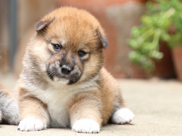 IMG_6804-shiba-puppy