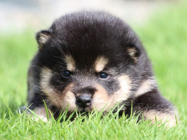 IMG_7035-shiba-puppy