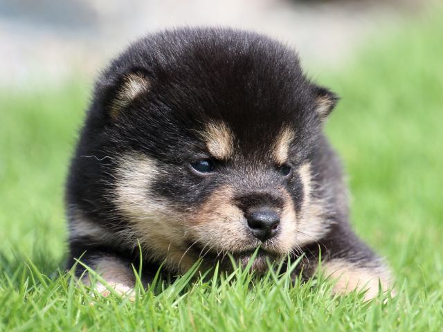 IMG_7042-shiba-puppy