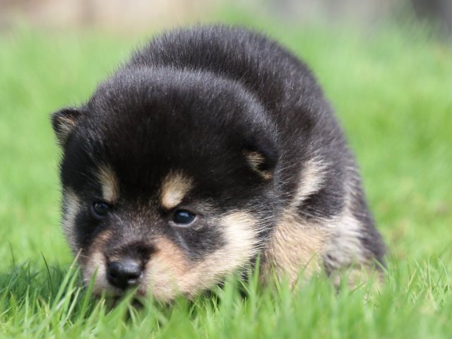 IMG_7083-shiba-puppy