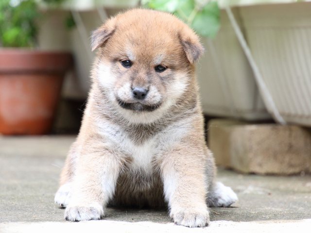 IMG_7122-shiba-puppy