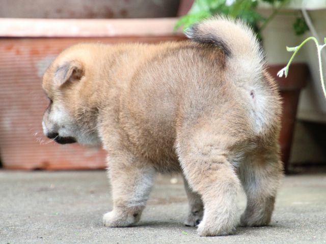 IMG_7195-shiba-puppy