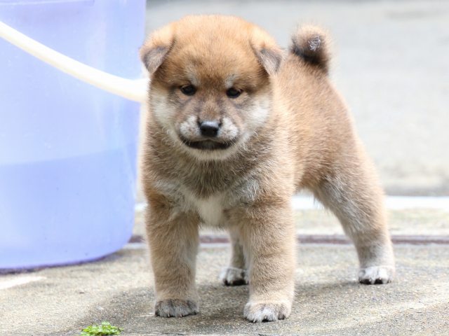 IMG_7211-shiba-puppy