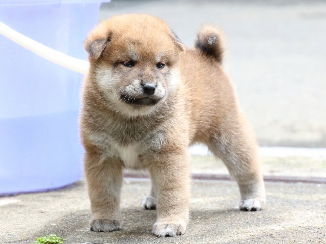 IMG_7217-shiba-puppy