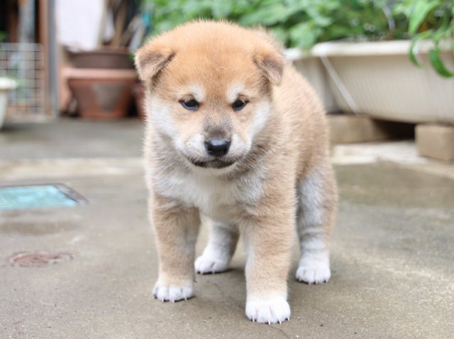 IMG_7253-shiba-puppy