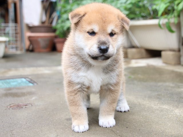 IMG_7261-shiba-puppy