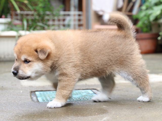 IMG_7271-shiba-puppy