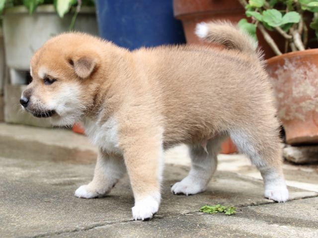 IMG_7279-shiba-puppy