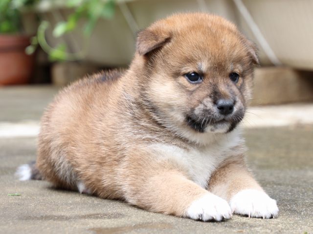 IMG_7403-shiba-puppy