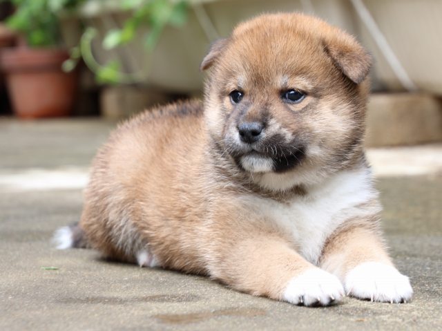 IMG_7405-shiba-puppy