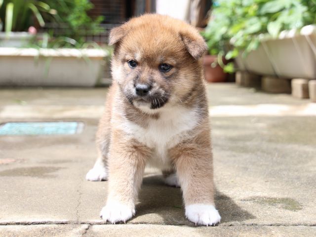 IMG_7412-shiba-puppy