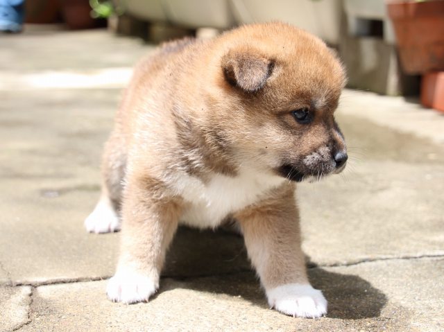 IMG_7415-shiba-puppy