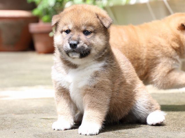 IMG_7433-shiba-puppy