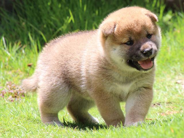 IMG_7551-shiba-puppy