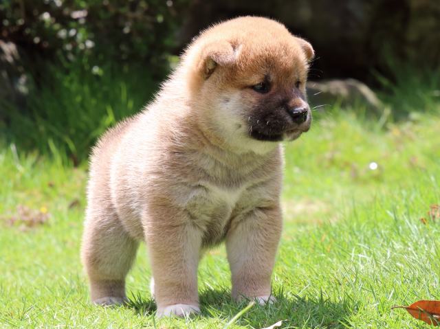 IMG_7558-shiba-puppy