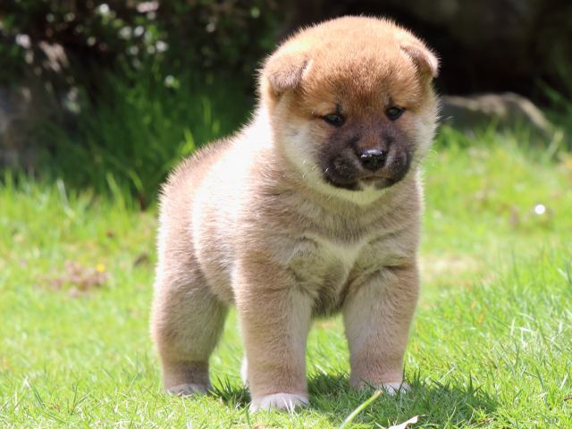 IMG_7560-shiba-puppy